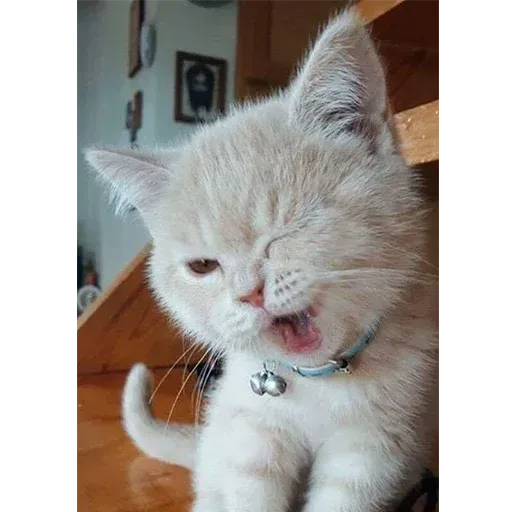 Not So Polite Cats sticker 2