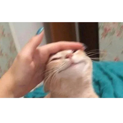 Not So Polite Cats sticker 101