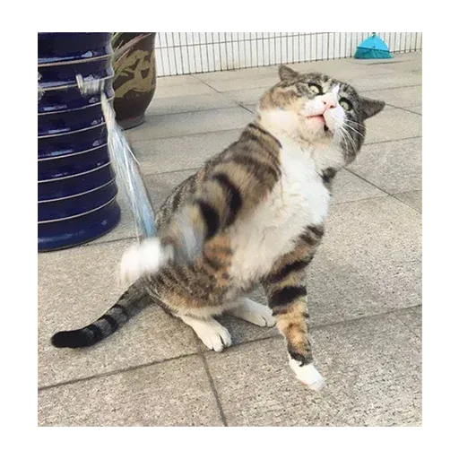 Not So Polite Cats sticker 102