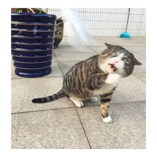 Not So Polite Cats sticker 104