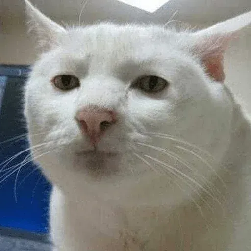 Not So Polite Cats sticker 118