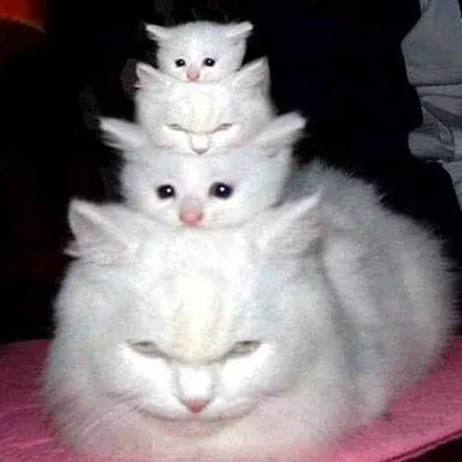 Not So Polite Cats sticker 20