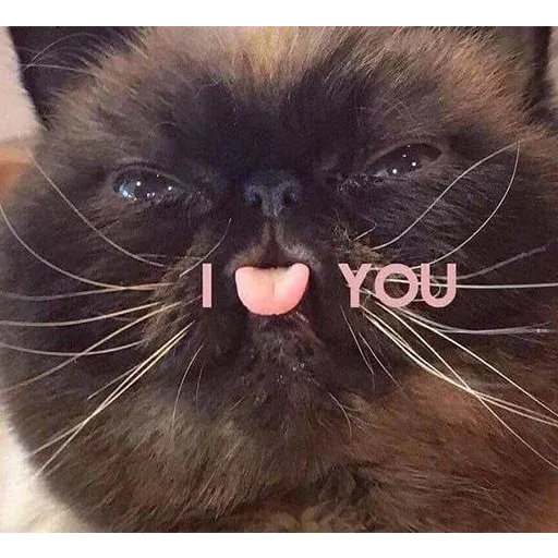 Not So Polite Cats sticker 30