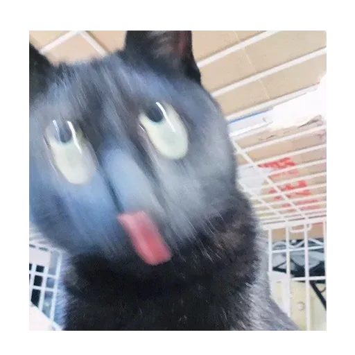 Not So Polite Cats sticker 44