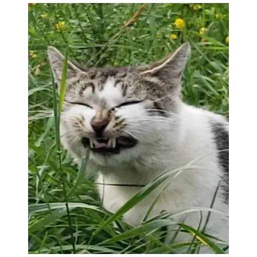 Not So Polite Cats sticker 56