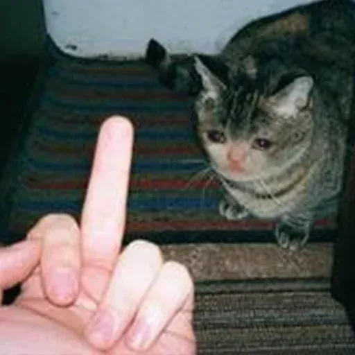 Not So Polite Cats sticker 62