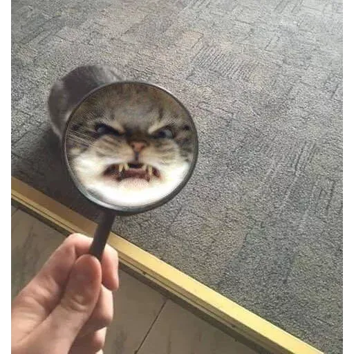 Not So Polite Cats sticker 65