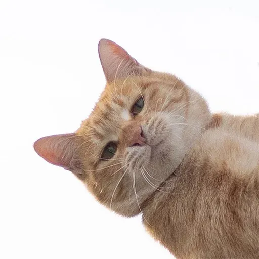 Not So Polite Cats sticker 69