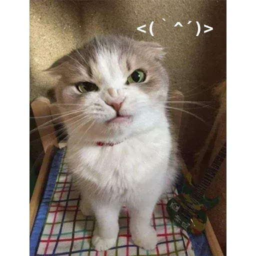 Not So Polite Cats sticker 9
