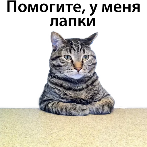CatStackOR sticker 11
