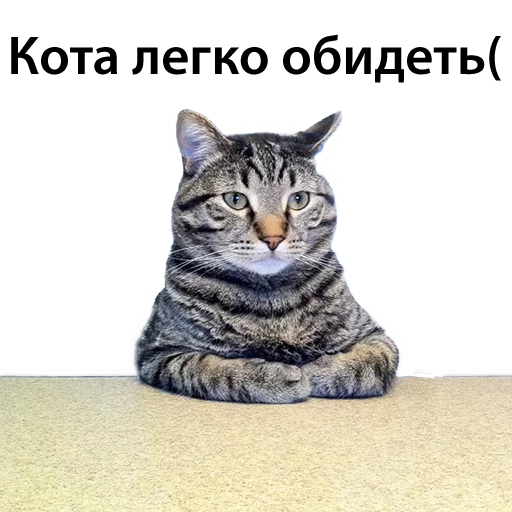 CatStackOR sticker 12
