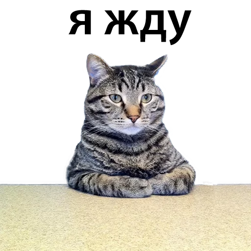 CatStackOR sticker 5