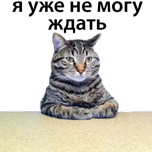 CatStackOR sticker 6