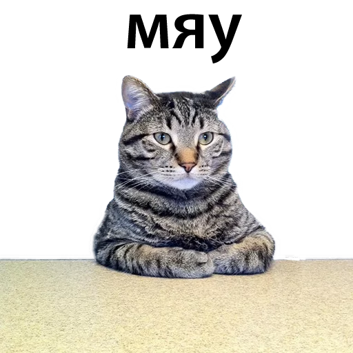 CatStackOR sticker 7