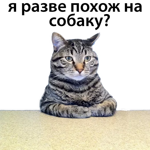 CatStackOR sticker 8