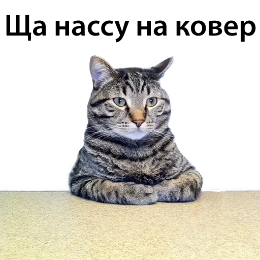 CatStackOR sticker 9