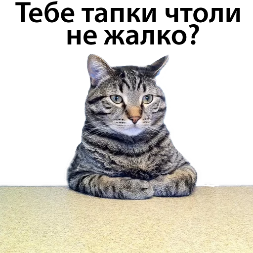 CatStackOR sticker 10