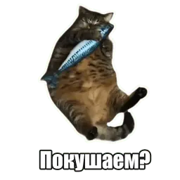 Мысли котов Telegram sticker pack