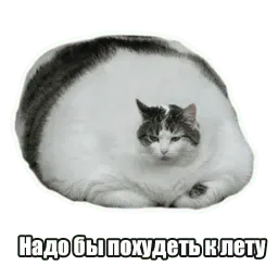 Мысли котов sticker 5