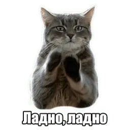 Мысли котов sticker 6