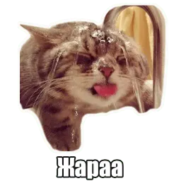 Мысли котов sticker 10