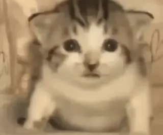 @cgifs Cats sticker 2