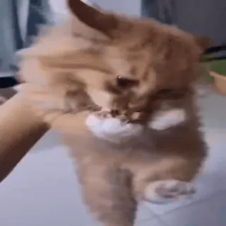 @cgifs Cats sticker 11
