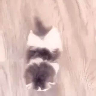 @cgifs Cats sticker 16