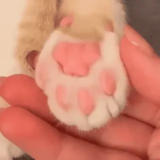 @cgifs Cats sticker 17