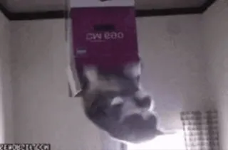 @cgifs Cats sticker 19