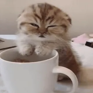 @cgifs Cats sticker 20