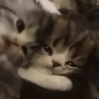 @cgifs Cats sticker 21