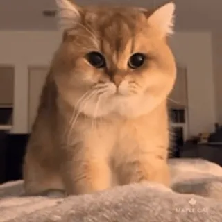 @cgifs Cats sticker 22
