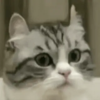 @cgifs Cats sticker 23