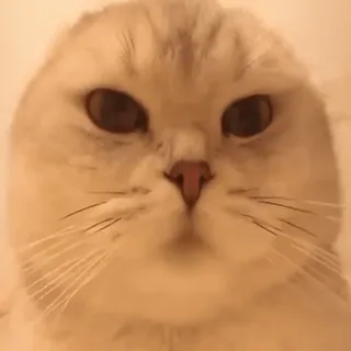 @cgifs Cats sticker 27