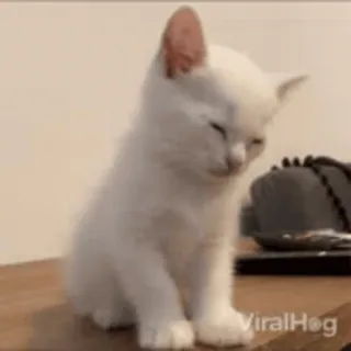 @cgifs Cats sticker 29