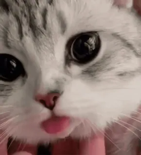 @cgifs Cats sticker 4