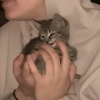 @cgifs Cats sticker 31