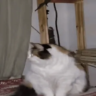 @cgifs Cats sticker 32