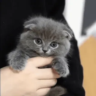 @cgifs Cats sticker 35