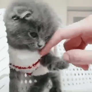 @cgifs Cats sticker 36