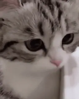 @cgifs Cats sticker 37