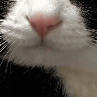 @cgifs Cats sticker 38