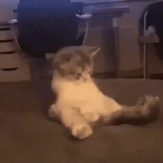 @cgifs Cats sticker 39