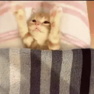 @cgifs Cats sticker 41