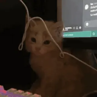 @cgifs Cats sticker 42