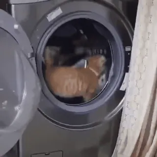 @cgifs Cats sticker 44
