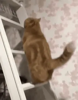 @cgifs Cats sticker 46