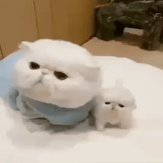 @cgifs Cats sticker 48