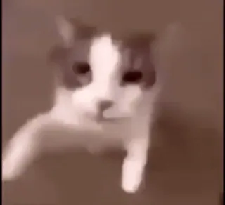 @cgifs Cats sticker 50